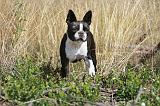 BOSTON TERRIER 004